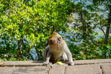 Adorable little baby macaque monkey by the road, Bali, Indonesia