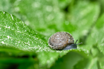 Snail sitting on a leaf of the plant.