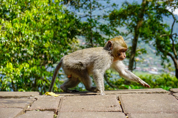 Adorable little baby macaque monkey by the road, Bali, Indonesia