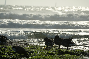 canards et oies sauvages au milieu des mouettes