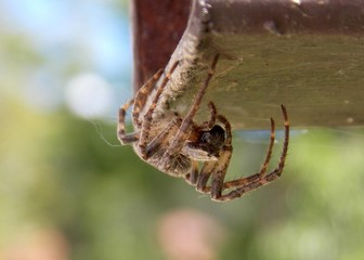 spider on a metal rod