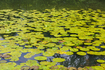 Water lilies in a pond © Olgierd Kajak