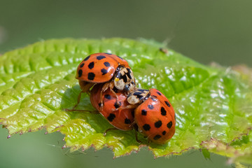 Harlequin ladybird ( Harmonia axyridis) mating.
