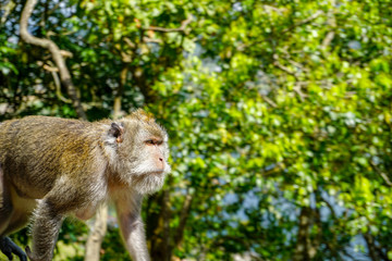 Adult macaque monkey by the road, Bali, Indonesia