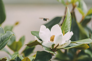 Magnolia with flying bee © Karalee