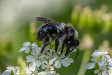 Ashy mining bee (Andrena cineraria)