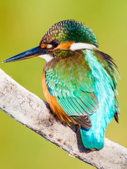 Cute colorful bird. Kingfisher. Green nature background. Bird: Common Kingfisher. Alcedo atthis.