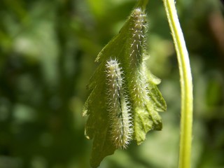 two green caterpillars on the list