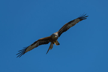 Red kite (Milvus milvus) bird of prey