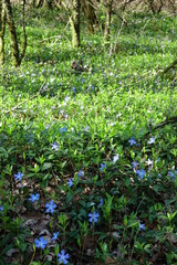 Obraz premium Violettes des bois