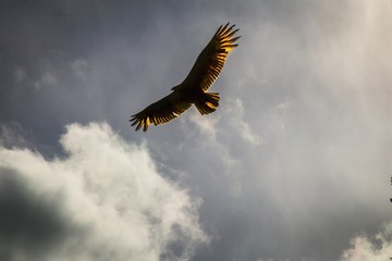 Turkey vulture soaring through a storm