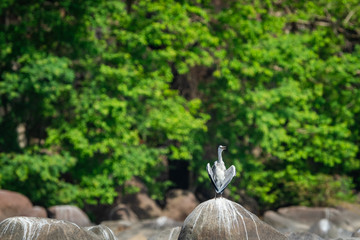 grey heron (Ardea cinerea) in breeding season calling mate and display wingspan in love shape with a green background near chambal river bank on rock at rawatbhata, kota, rajasthan, india