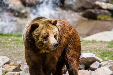 Grizzly Bear