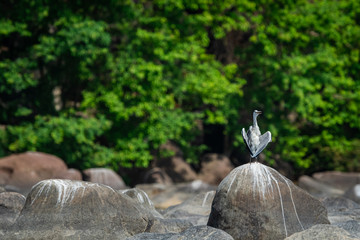 grey heron (Ardea cinerea) in breeding season calling mate and display wingspan in love shape with a green background near chambal river bank on rock at rawatbhata, kota, rajasthan, india