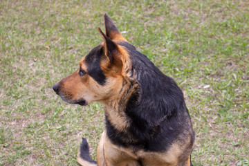 A portrait of a dog is looking to the side. The dog is black red color looks like a shepherd