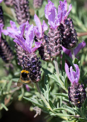 Bee collecting pollen from French Lavender, Macro