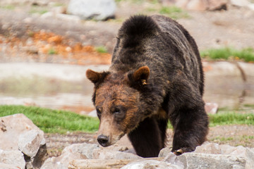 Fototapeta premium Grizzly Bear