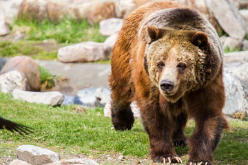 Obraz premium Grizzly Bear