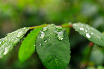 Green leaf with water drops for background. Water drops on fresh green leaf.