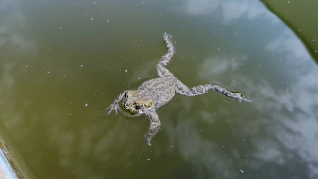 Frog fell into the pool and can not get out. She swims and gets old to get out, but sometimes rests, gathering strength