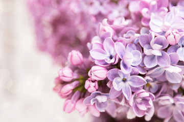 Fototapeta na wymiar Lilac. Natural flowers. Beautiful background for a holiday card. Spring and summer. May.