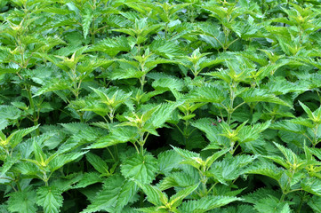 Natural overgrown nettles
