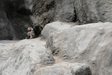 Adult baboon sitting on the rock