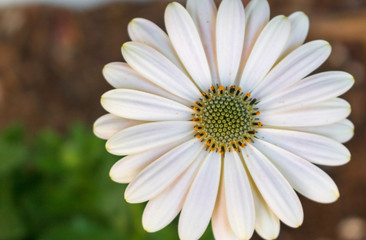 Osteospermum "Serenity Spring Day"