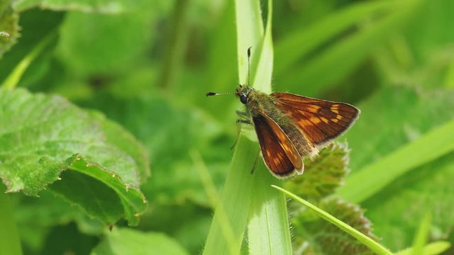 Newly emerged Female Large Skipper Butterfly resting , wings open.