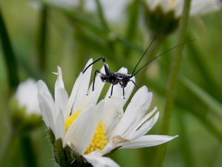 a small grasshopper on a white flower