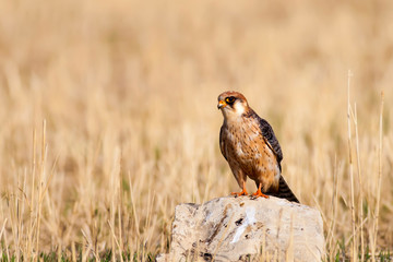 Bird of prey. Natural background. Bird: Red footed Falcon. Falco vespertinus