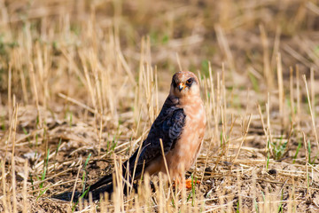 Bird of prey. Natural background. Bird: Red footed Falcon. Falco vespertinus