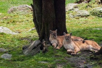Two sibling cougars in a natural habitat on Grandfather Mountain in North Carolina
