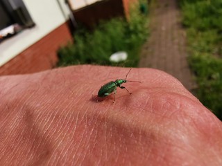 Beetle