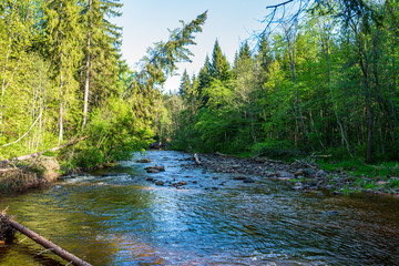 scenic river view landscape of forest rocky stream with trees on the shores
