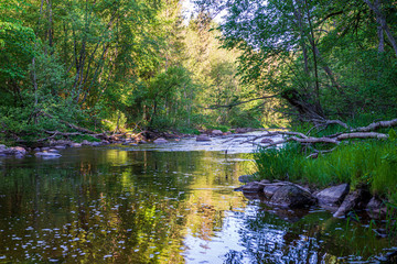 scenic river view landscape of forest rocky stream with trees on the shores