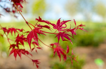 Acer palmatum 