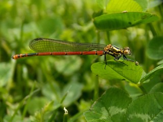 a dragonfly on a sheet