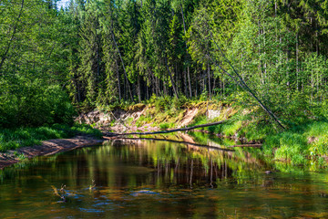 scenic river view landscape of forest rocky stream with trees on the shores
