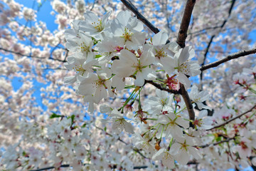 Pink and white blossoms of a sakura cherry prunus tree