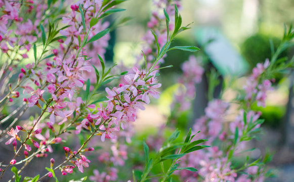 Dwarf Russian almond. -  Prunus tenella Batsch. Pink Flowering plants.