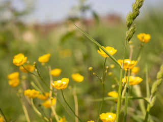 yellow wildflowers grow on green grass - Powered by Adobe