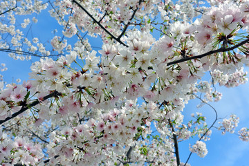 Pink and white blossoms of a sakura cherry prunus tree