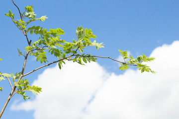 green tree branches swaying against the blue sky
