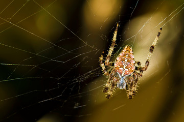 Spider macro photo. Detail photo. Nature background. 