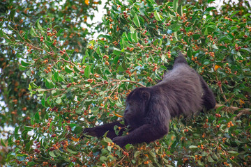 Family of wild  Howler Monkeys at the Lacandon Jungle in Chiapas, México