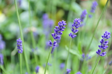 Wilde Pflanzen und Blumen