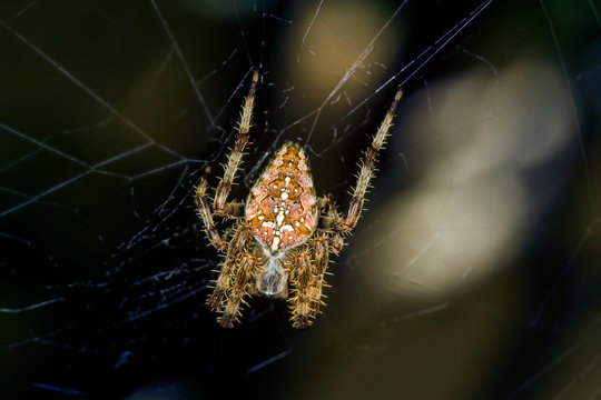 Spider macro photo. Detail photo. Nature background. 