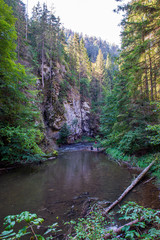 scenic river view landscape of forest rocky stream with trees on the shores