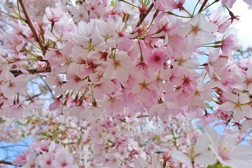 Fototapeta premium Pink and white blossoms of a sakura cherry prunus tree